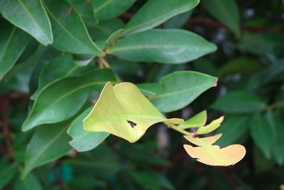 Close-up of green leaves on plant