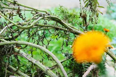 Close-up of yellow flower against trees