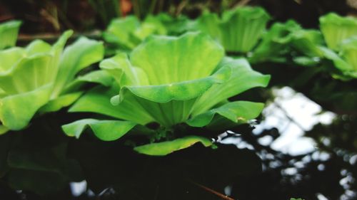 Close-up of green leaves