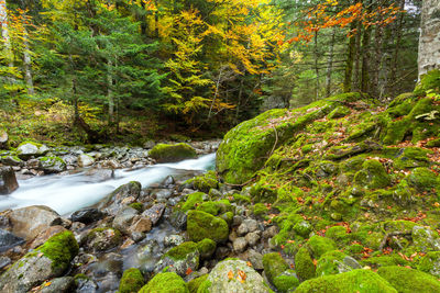 Stream flowing through rocks in forest