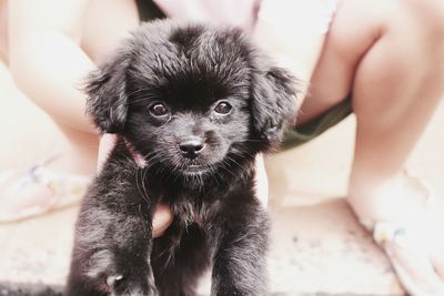 Close-up of a dog