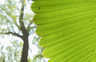 Low angle view of fresh green leaves