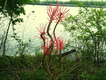 Plants growing in water