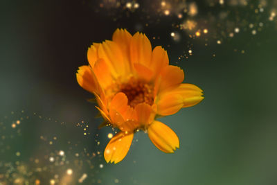 Close-up of yellow flower