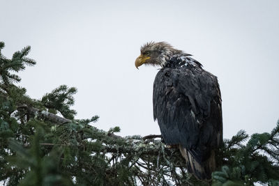 Low angle view of eagle perching on branch against sky