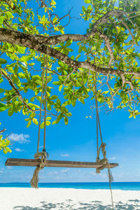 Tree on beach against blue sky