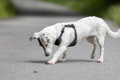 View of dog walking on road