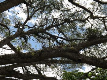 Low angle view of trees against sky