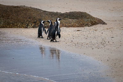 African penguins at seaforth beach colony in cape town, south africa