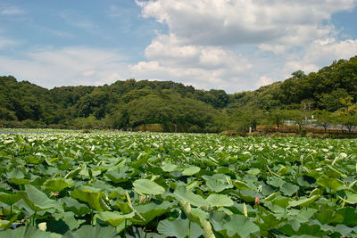 Plants growing on field against sky