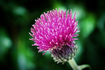 Close-up of pink flowers