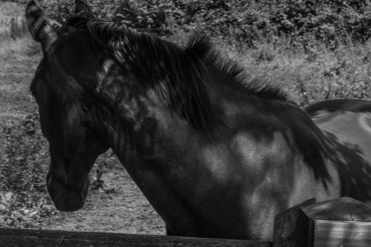 mammal, animal themes, animal, one animal, vertebrate, domestic animals, domestic, pets, animal wildlife, no people, side view, day, field, livestock, nature, land, focus on foreground, close-up, outdoors, standing, animal head, profile view, herbivorous