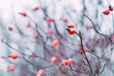 Close-up of red berries on tree