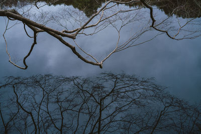 Low angle view of bare tree