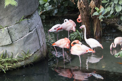 View of birds on rock by lake