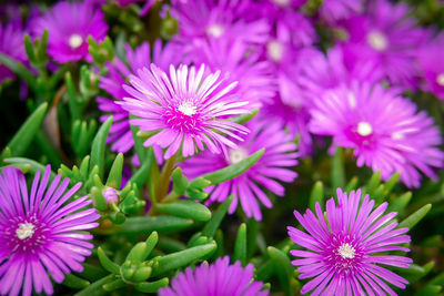 Close-up of pink flowering plants