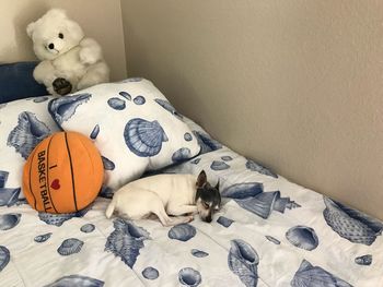 High angle view of a dog lying down on bed