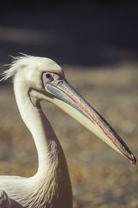 Close-up of a bird looking away