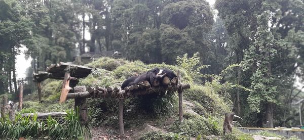 View of a reptile in the forest