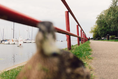 Metal railing by plants against sky