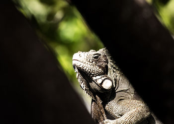 Close-up of a lizard