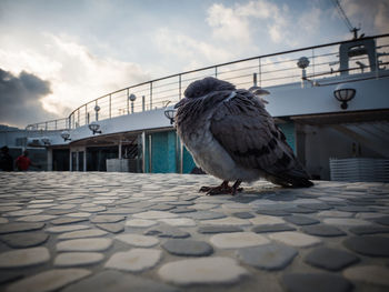 Close-up of bird perching on paving street by building against sky