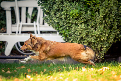 Side view of a dog on field