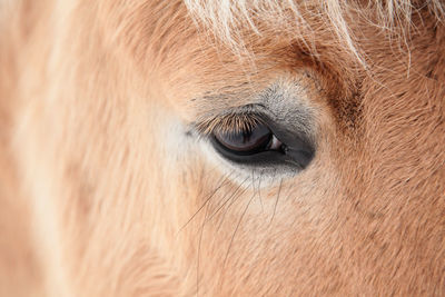 Close-up of horse eye