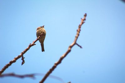 Low angle view of bird perching on clear sky