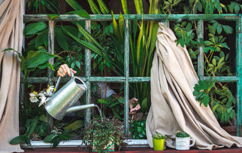 Close-up of potted plants in window