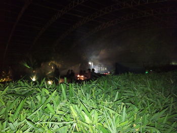 Plants growing on field at night