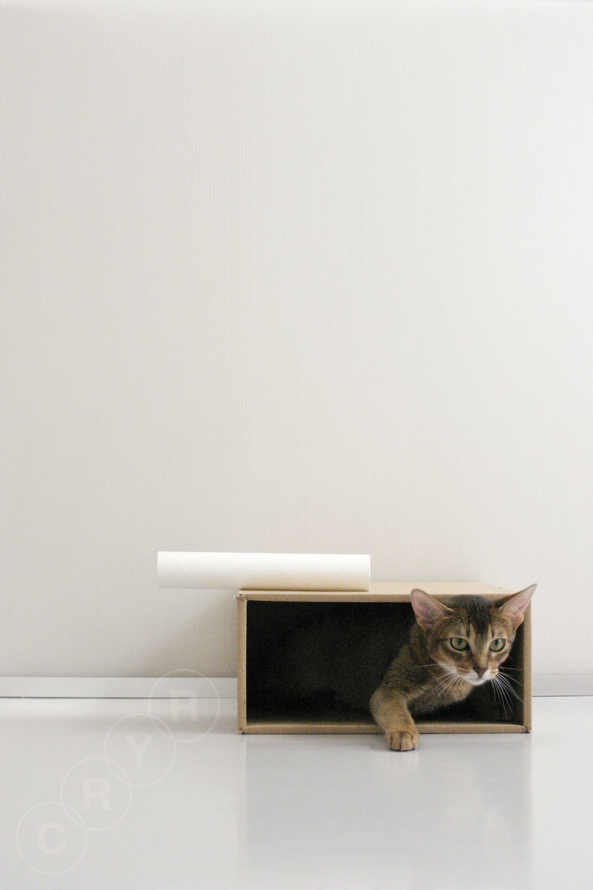 CAT RELAXING ON WALL