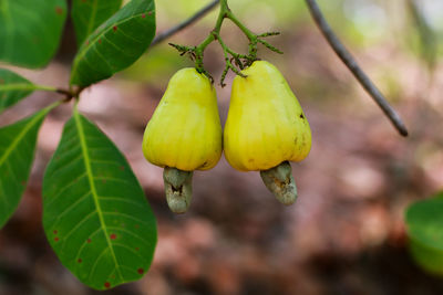 Close-up of fruit growing on plant