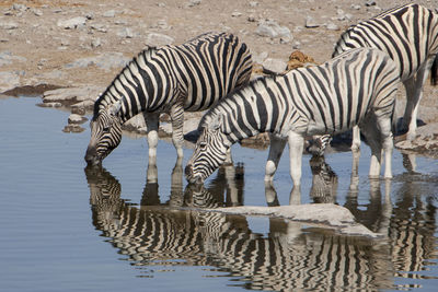 Zebras by lake