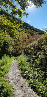 Footpath amidst plants and trees in forest against sky