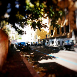 Road along trees in city