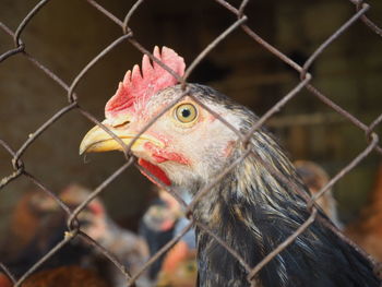 Close-up of a bird looking through chainlink fence