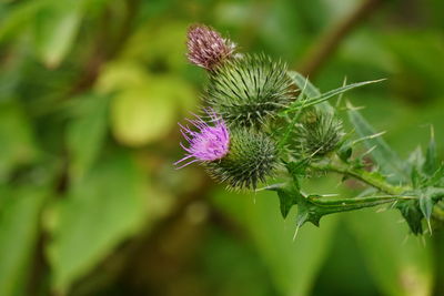 Close-up of thistle flower and buds