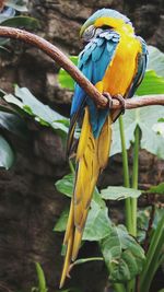 Close-up of two birds