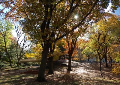 Scenic view of trees against sky