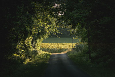 Road amidst trees in forest