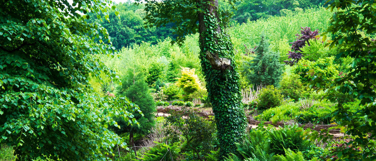 PINE TREE IN FOREST