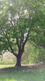 Trees on grassy field