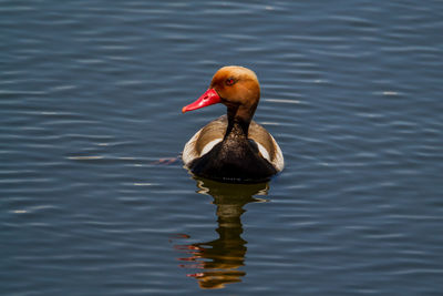 Duck swimming in lake