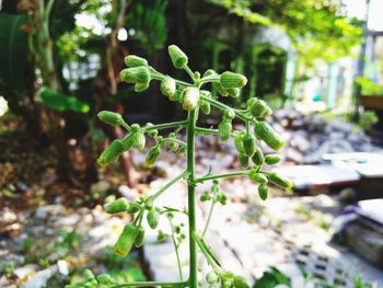 Close-up of fresh green plant