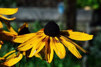 Close-up of yellow flower