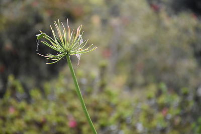 Close-up of dead flower