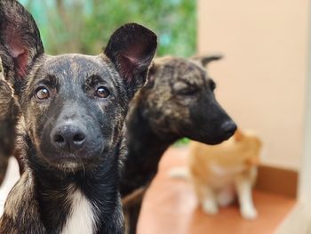 Close-up portrait of a dog