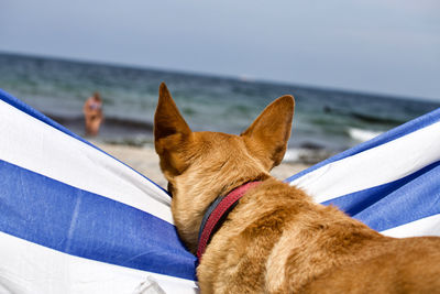 Close-up of a dog on the sea