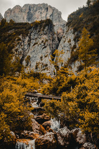 View of autumn trees and rocks